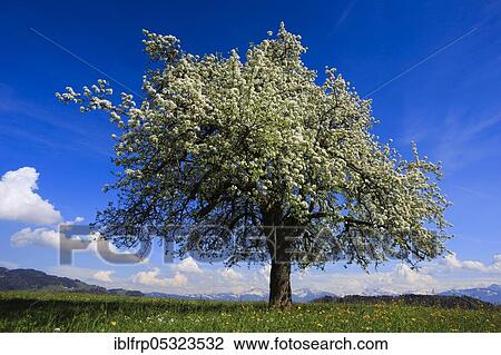 Apple tree, Zuercher Oberland, Switzerland, Europe View Large Photo Image Stock Image - Apple tree, Zuercher Oberland, Switzerland, Europe. Fotosearch