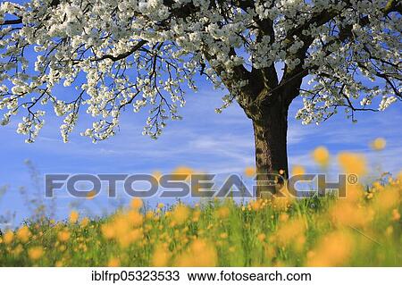 Apple tree, Zuercher Oberland, Switzerland, Europe View Large Photo Image Stock Image - Apple tree, Zuercher Oberland, Switzerland, Europe. Fotosearch