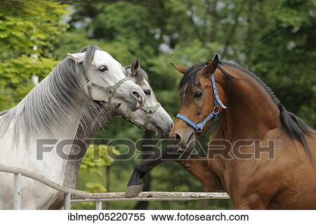 Stock Photography - Arabian thoroughbred, bay mare shows impressive behaviour. Fotosearch