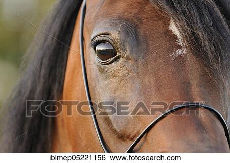 Arabian thoroughbred, bay mare View Large Photo Image Stock Photograph - Arabian thoroughbred, bay mare. Fotosearch