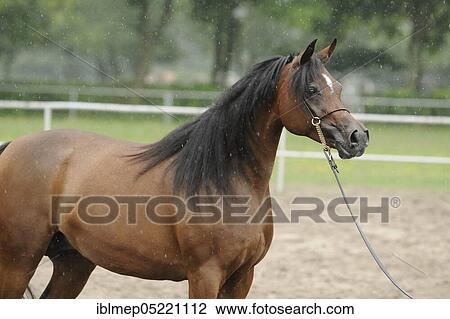 Arabian thoroughbred, brown mare in the rain with show halter View Large Photo Image Stock Image - Arabian thoroughbred, brown mare in the rain with show halter. Fotosearch