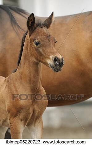 Arabian thoroughbred, colt beside his mother View Large Photo Image Stock Image - Arabian thoroughbred, colt beside his mother. Fotosearch