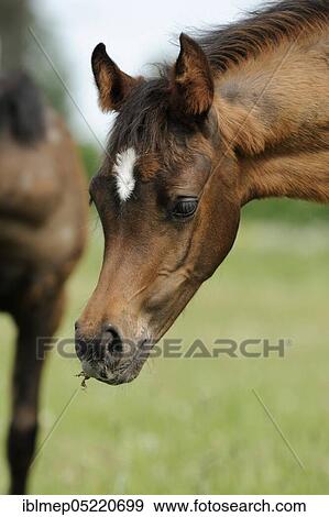 Arabian thoroughbred, filly costs grass on a pasture View Large Photo Image Stock Photo - Arabian thoroughbred, filly costs grass on a pasture. Fotosearch