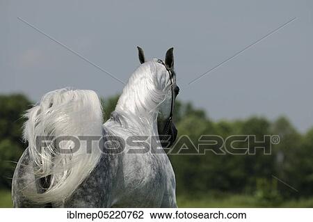 Arabian thoroughbred, galloping grey mare View Large Photo Image Stock Image - Arabian thoroughbred, galloping grey mare. Fotosearch