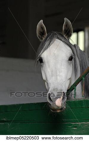 Arabian thoroughbred, grey mare looks out of his box View Large Photo Image Stock Image - Arabian thoroughbred, grey mare looks out of his box. Fotosearch