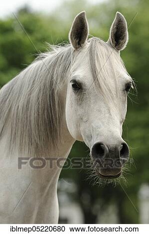Arabian thoroughbred, grey mare View Large Photo Image Stock Image - Arabian thoroughbred, grey mare. Fotosearch