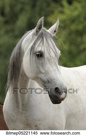 Arabian thoroughbred, grey mare View Large Photo Image Stock Photography - Arabian thoroughbred, grey mare. Fotosearch