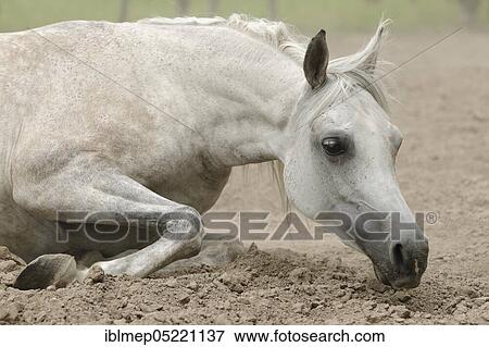Arabian thoroughbred, grey mare takes sandbath View Large Photo Image Stock Photo - Arabian thoroughbred, grey mare takes sandbath. Fotosearch