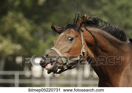 Arabian thoroughbred, mare shakes her head View Large Photo Image Stock Image - Arabian thoroughbred, mare shakes her head. Fotosearch
