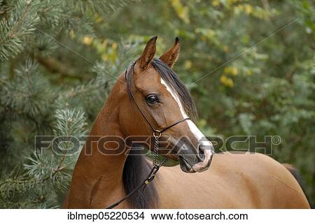 Arabian thoroughbred, mare with show halter View Large Photo Image Picture - Arabian thoroughbred, mare with show halter. Fotosearch