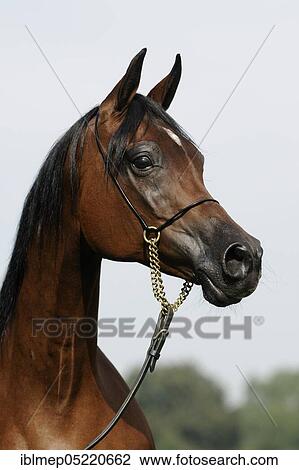 Stock Image - Arabian thoroughbred, mare with show halter. Fotosearch