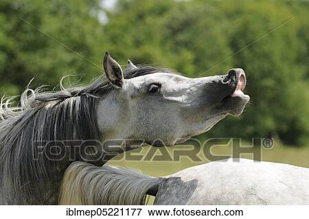 Arabian thoroughbred, pleasing grey mare View Large Photo Image Stock Photo - Arabian thoroughbred, pleasing grey mare. Fotosearch