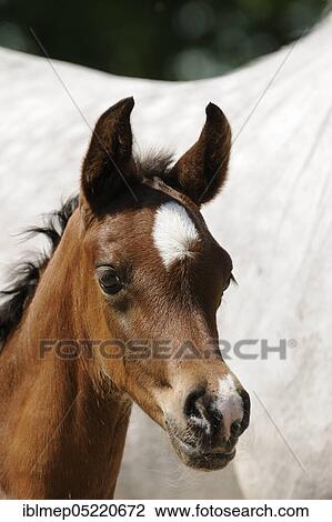Arabian thoroughbred, portrait of a brown colt View Large Photo Image Stock Image - Arabian thoroughbred, portrait of a brown colt. Fotosearch