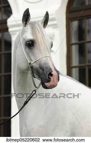 Arabian thoroughbred, stallion, grey View Large Photo Image Stock Image - Arabian thoroughbred, stallion, grey. Fotosearch