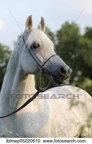 Arabian thoroughbred, stallion, grey View Large Photo Image Stock Image - Arabian thoroughbred, stallion, grey. Fotosearch