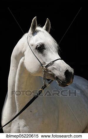 Arabian thoroughbred, stallion, grey View Large Photo Image Stock Photography - Arabian thoroughbred, stallion, grey. Fotosearch