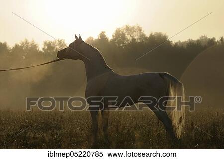 Arabian thoroughbred, stallion, grey stallion in the morning mist on pasture View Large Photo Image Stock Photography - Arabian thoroughbred, stallion, grey stallion in the morning mist on pasture. Fotosearch