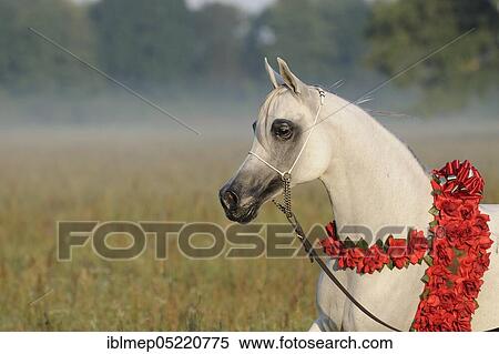Arabian thoroughbred, white horse with a red wreath of flowers trots in the pasture View Large Photo Image Stock Photography - Arabian thoroughbred, white horse with a red wreath of flowers trots in the pasture. Fotosearch
