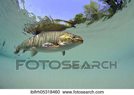 Arctic char (Salvelinus alpinus), Baden-Württemberg, Germany, Europe View Large Photo Image Stock Image - Arctic char (Salvelinus alpinus), Baden-Württemberg, Germany, Europe. Fotosearch