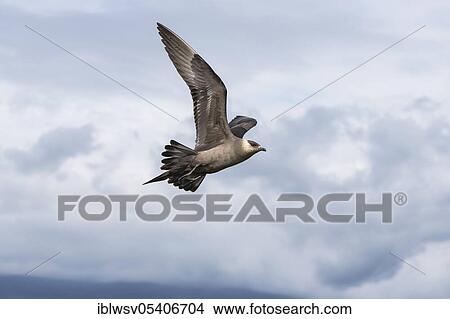 Arctic Skua (Stercorarius parasiticus), Varanger, Finnmark, Norway, Europe View Large Photo Image Picture - Arctic Skua (Stercorarius parasiticus), Varanger, Finnmark, Norway, Europe. Fotosearch