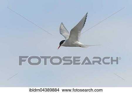 Arctic tern (Sterna paradisaea) in flight, Spitsbergen or Svalbard, Norway, Europe View Large Photo Image Picture - Arctic tern (Sterna paradisaea) in flight, Spitsbergen or Svalbard, Norway, Europe. Fotosearch