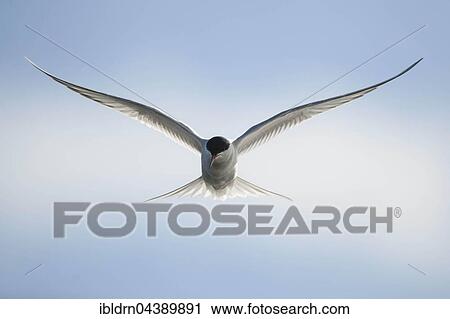 Arctic tern (Sterna paradisaea) in flight, Spitsbergen or Svalbard, Norway, Europe View Large Photo Image Stock Image - Arctic tern (Sterna paradisaea) in flight, Spitsbergen or Svalbard, Norway, Europe. Fotosearch