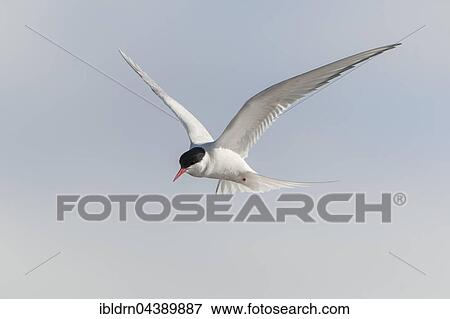 Arctic tern (Sterna paradisaea) in flight, Spitsbergen or Svalbard, Norway, Europe View Large Photo Image Stock Photo - Arctic tern (Sterna paradisaea) in flight, Spitsbergen or Svalbard, Norway, Europe. Fotosearch