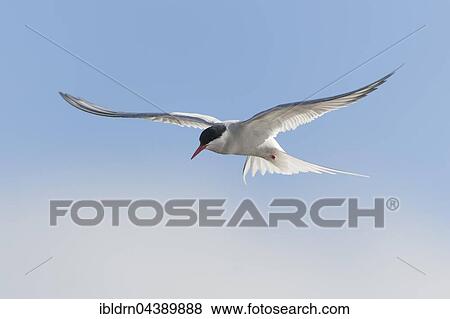 Arctic tern (Sterna paradisaea) in flight, Spitsbergen or Svalbard, Norway, Europe View Large Photo Image Stock Photo - Arctic tern (Sterna paradisaea) in flight, Spitsbergen or Svalbard, Norway, Europe. Fotosearch