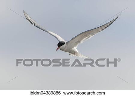 Arctic tern (Sterna paradisaea) in flight, Spitsbergen or Svalbard, Norway, Europe View Large Photo Image Stock Photograph - Arctic tern (Sterna paradisaea) in flight, Spitsbergen or Svalbard, Norway, Europe. Fotosearch