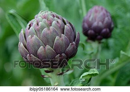 Artichoke ( Cynara scolymus) Variety Violette from Plainpalais View Large Photo Image Picture - Artichoke ( Cynara scolymus) Variety Violette from Plainpalais. Fotosearch