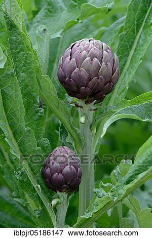Artichoke ( Cynara scolymus) Variety Violette from Plainpalais View Large Photo Image Stock Photo - Artichoke ( Cynara scolymus) Variety Violette from Plainpalais. Fotosearch