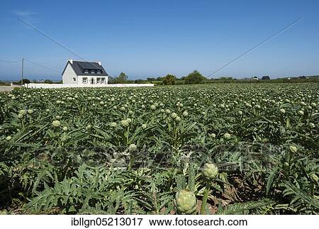 Artichokes (Cynara cardunculus), an artichoke field and a farmhouse, Cleder, Brittany, France, Europe View Large Photo Image Stock Photo - Artichokes (Cynara cardunculus), an artichoke field and a farmhouse, Cleder, Brittany, France, Europe. Fotosearch