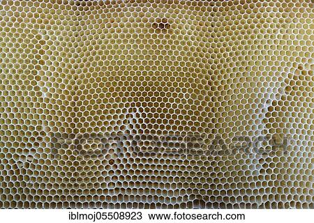 Stock Image - Artificial and emty honeycomb, Wachtendonk, Kleve, NRW, Germany, Europe. Fotosearch