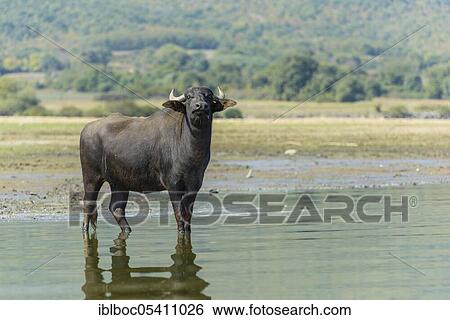 Stock Photograph - Asian water buffalo (Bubalus bubalis), Greece, Europe. Fotosearch
