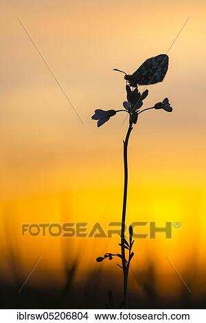 Picture - Aurora butterfly in a meadow cuckoo flower at sunset. Fotosearch