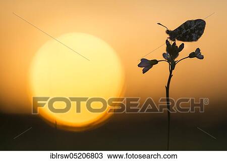 Aurora butterfly in a meadow cuckoo flower at sunset View Large Photo Image Stock Image - Aurora butterfly in a meadow cuckoo flower at sunset. Fotosearch