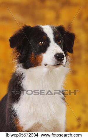Australian Shepherd, bitch, portrait, black-tri View Large Photo Image Picture - Australian Shepherd, bitch, portrait, black-tri. Fotosearch
