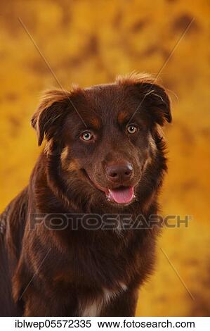 Stock Photography - Australian Shepherd, male, red, portrait. Fotosearch