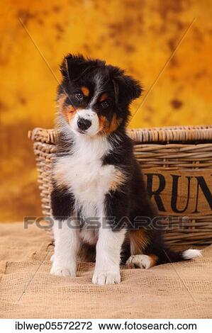 Australian Shepherd, puppy, 8 weeks, sitting, black-tri View Large Photo Image Stock Image - Australian Shepherd, puppy, 8 weeks, sitting, black-tri. Fotosearch