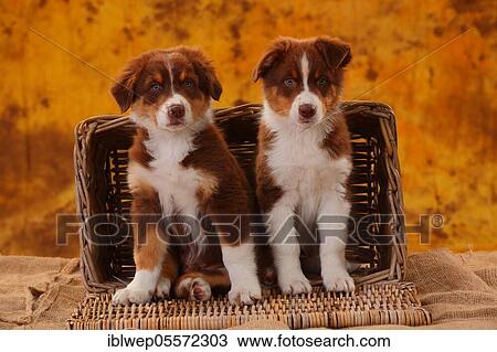 Australian Shepherd, two puppies, 8 weeks View Large Photo Image Stock Image - Australian Shepherd, two puppies, 8 weeks. Fotosearch