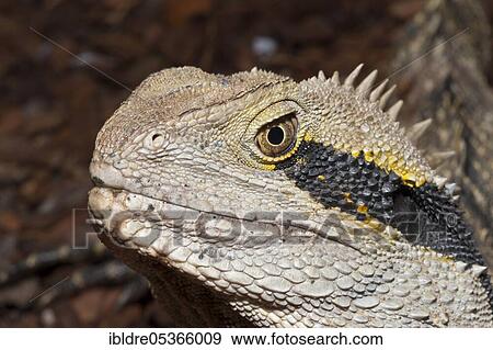 Australian water dragon (Physignathus lesueurii) lesueurii, Brisbane, Australia, Oceania View Large Photo Image Stock Photo - Australian water dragon (Physignathus lesueurii) lesueurii, Brisbane, Australia, Oceania. Fotosearch