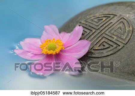 Autumn anemone ( Anemone japonica) and stone with seal View Large Photo Image Stock Photo - Autumn anemone ( Anemone japonica) and stone with seal. Fotosearch