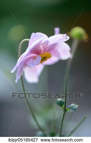 Stock Photo - Autumn anemone ( Anemone japonica) ( Anemone hupehensis var. japonica). Fotosearch