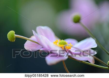 Autumn anemone ( Anemone japonica) ( Anemone hupehensis var. japonica) View Large Photo Image Stock Photo - Autumn anemone ( Anemone japonica) ( Anemone hupehensis var. japonica). Fotosearch