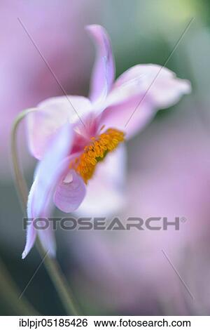 Autumn anemone ( Anemone japonica) ( Anemone hupehensis var. japonica) View Large Photo Image Stock Photograph - Autumn anemone ( Anemone japonica) ( Anemone hupehensis var. japonica). Fotosearch