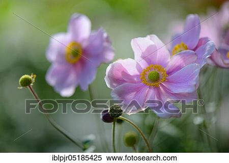 Autumn anemone ( Anemone japonica) ( Anemone hupehensis var. japonica) View Large Photo Image Stock Photography - Autumn anemone ( Anemone japonica) ( Anemone hupehensis var. japonica). Fotosearch