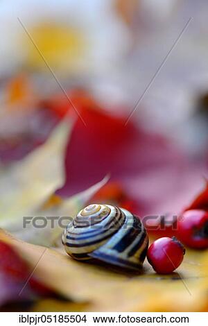 Autumn leaves with snail shell View Large Photo Image Picture - Autumn leaves with snail shell. Fotosearch