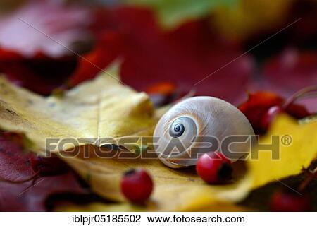 Autumn leaves with snail shell View Large Photo Image Stock Image - Autumn leaves with snail shell. Fotosearch
