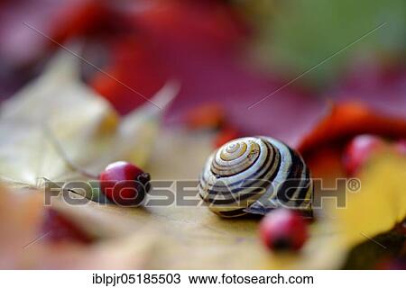 Autumn leaves with snail shell View Large Photo Image Stock Image - Autumn leaves with snail shell. Fotosearch