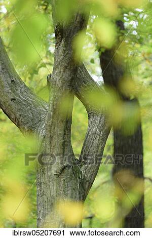 Autumn tree, Saxony-Anhalt, Germany, Europe View Large Photo Image Stock Image - Autumn tree, Saxony-Anhalt, Germany, Europe. Fotosearch